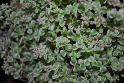 Sedum 018yy.jpg
