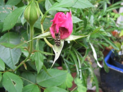 Wer nagt an meiner Rosenblüte 001.JPG