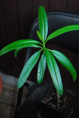 Plumeria213 002yy.jpg