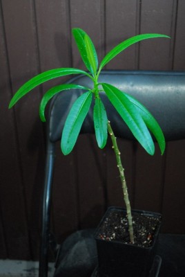 Plumeria213 001yy.jpg