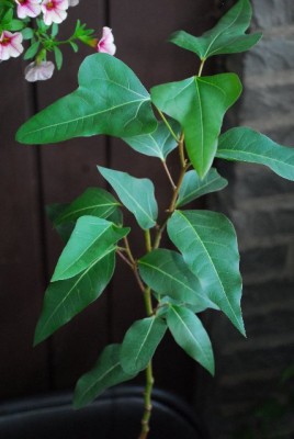 Brachychiton213 004yy.jpg