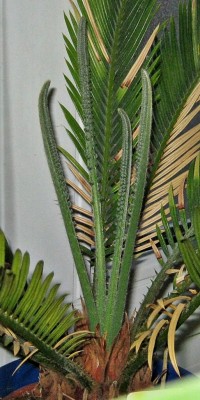 IMG_5962.JPG