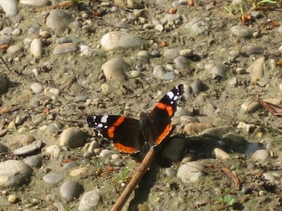 IMG_5463.JPG