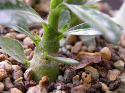 kleine Wüsti mit Verzweigungen.jpg