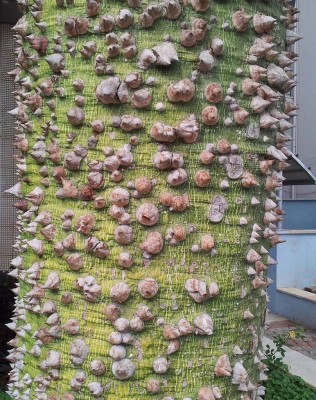 Stamm_Florettseidenbaum.jpg