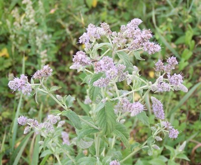 2013-08-09 - Pflanzen 027.jpg