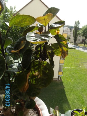 PICT0009.JPG
