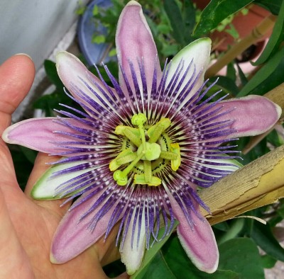 20130808_151641-1-1.jpg