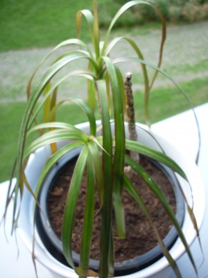 drachenbaum2.jpg