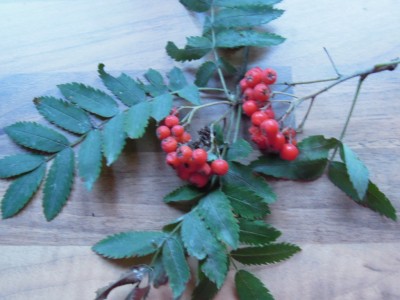 a 016.JPG