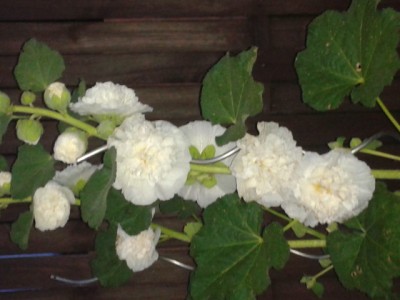 2013-08-14 20.47.54.jpg