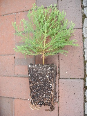 DSCN1220.JPG