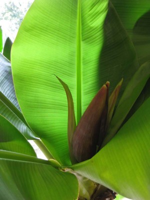 Blüte.jpg