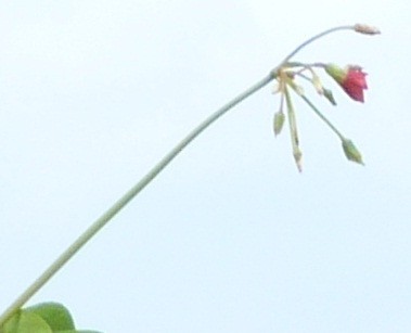 P1300033.jpg