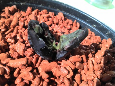 16.08.13 update (4).jpg