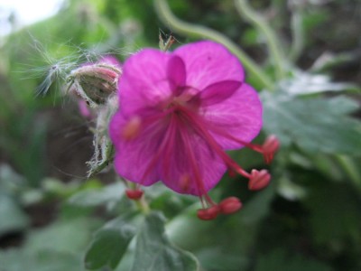 DSCF0585.JPG