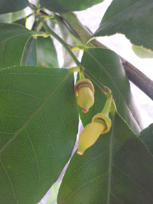 Zitronenblüte 1.jpg