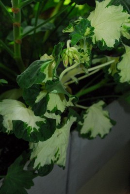 Balkon213 159yy.jpg