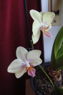 orchidee.jpg
