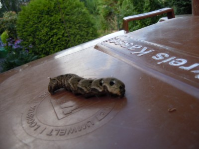 DSCN3311.JPG