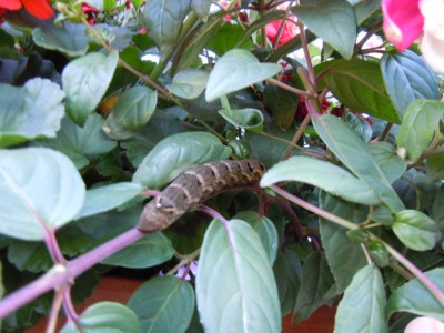 DSCN3309.JPG