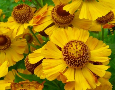 Helenium x cultorum.jpg