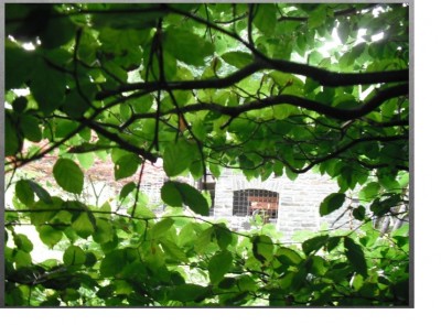 Blick durch das Dickicht.jpg