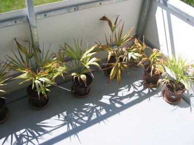 Palme1.jpg