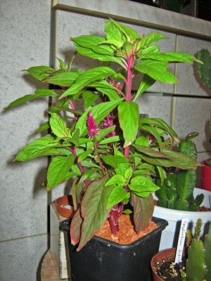 IMG_6023.JPG