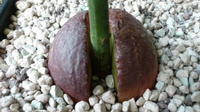 Avocado_Kern.jpg