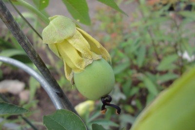 fruechtchen1.jpg