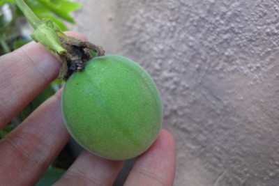 fruechtchen2.jpg