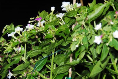 DSC_0085_Mirabilis.jpg