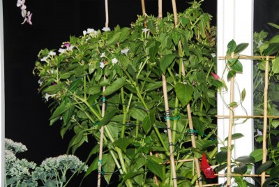 DSC_0082_Mirabilis.jpg