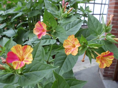 DSCI0954.JPG