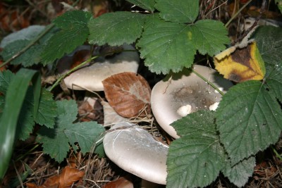 pilze.jpg
