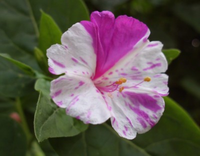 DSCI0947.JPG