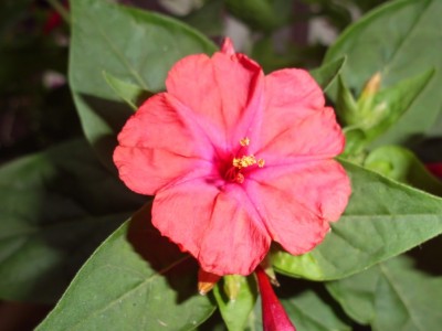 DSCI0944.JPG