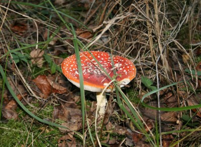 fliegenpilz.jpg