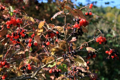 beeren.jpg