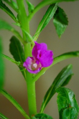 Balkon213 168yy.jpg