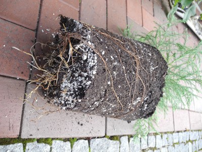 DSCN1224.JPG