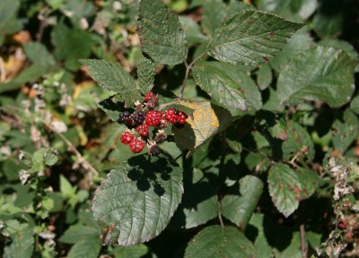 brombeeren.jpg