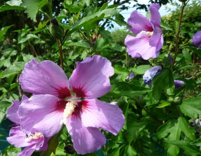 Hibiskus blue satin.JPG
