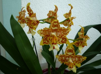 Wilsonara tiger brew.JPG