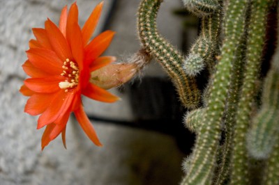 Kaktusblüte.jpg