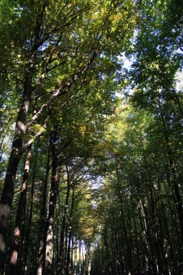 allee.jpg