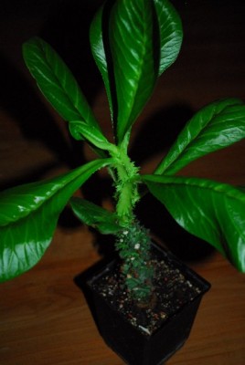 Monadenium 017yy.jpg