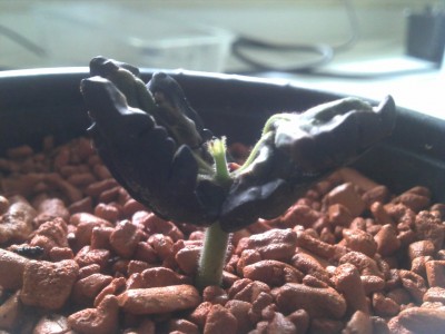 geöffnete Bohne.jpg