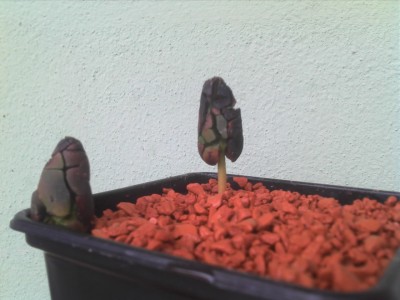 Kakaobohnen 5 Wochen alt.jpg